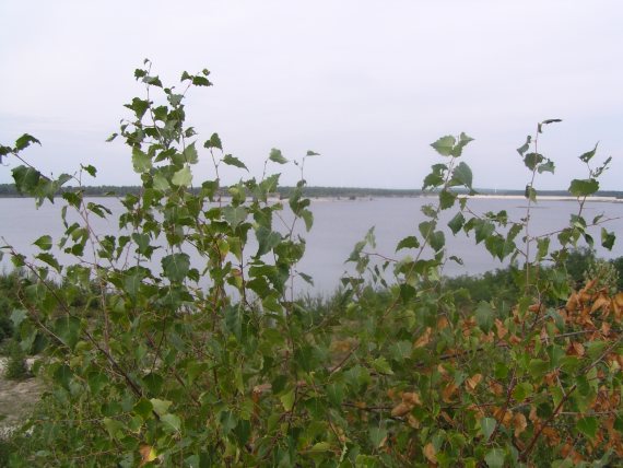 zur&uuml;ck zur Seite